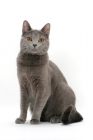 Picture of female Chartreux cat, sitting down