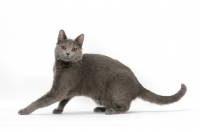 Picture of female Chartreux cat, stretching