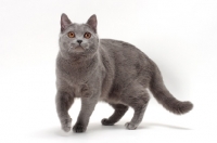 Picture of female Chartreux cat walking on white background