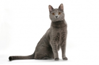 Picture of female Chartreux cat