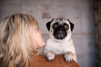 Picture of female cuddling fawn Pug