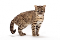 Picture of female Golden Spotted Tabby Geoffroy's cat