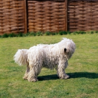 Picture of female komondor side view