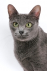 Picture of female Korat cat on white background, portrait