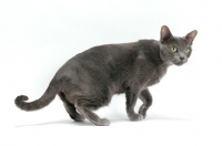 Picture of female Korat cat on white background