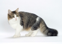 Picture of female Norwegian Forest cat on white background