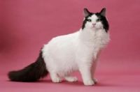 Picture of female Ragamuffin, on pink background