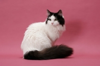 Picture of female Ragamuffin, sitting down