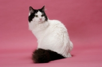 Picture of female Ragamuffin, sitting down on pink background