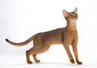 Picture of female, ruddy Abyssinian looking up