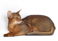 Picture of female, ruddy Abyssinian lying down