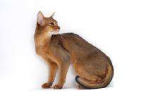 Picture of female, ruddy Abyssinian sitting on white background