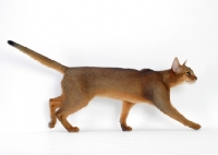 Picture of female, ruddy Abyssinian walking, side view