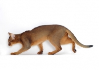 Picture of female, ruddy Abyssinian walking