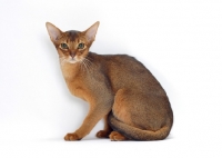 Picture of female, ruddy Abyssinian