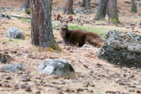 Picture of female Sambar deer in Bhutan