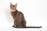 Picture of female Savannah cat on white background, back view