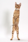 Picture of female Savannah cat on white background, standing on hind legs 