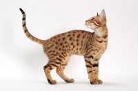 Picture of female Savannah cat on white background, standing 