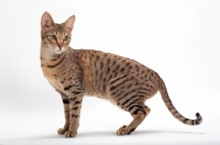 Picture of female Savannah cat on white background, standing 