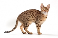 Picture of female Savannah cat on white background