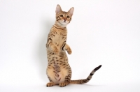 Picture of female Savannah cat on white background, standing on hind legs
