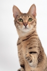 Picture of female Savannah cat on white background, one leg up