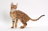 Picture of female Savannah cat on white background, standing 