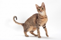 Picture of female Savannah cat on white background