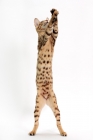 Picture of female Savannah cat on white background, reaching 