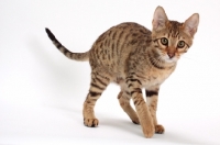 Picture of female Savannah cat on white background, walking 