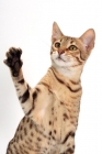 Picture of female Savannah cat on white background, paw up