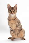 Picture of female Savannah cat sitting on white background