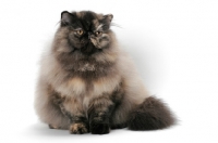 Picture of female Tortoiseshell Persian