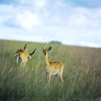 Picture of female uganda kob looking at camera, queen elizabeth np