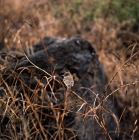 Picture of female vermilion fly catcher, galapagos islands