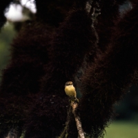 Picture of female vermilion fly catcher on branch, santa cruz island, galapagos islands