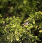 Picture of female vermillion fly catcher on branch, jervis island, galapagos  islands