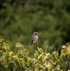 Picture of female vermillion fly catcher  on a twig, jervis island, galapagos islands