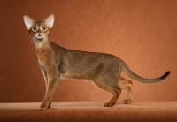 Picture of Feminine Ruddy Abyssinian female standing to left looking at camera