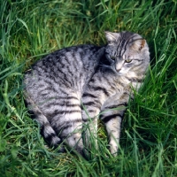Picture of feral x cat,  ben, lying in long grass