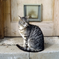 Picture of feral x cat, ben, at cat door