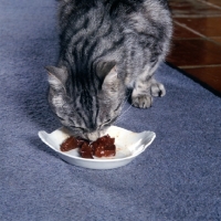Picture of feral x cat, ben, eating from a dish