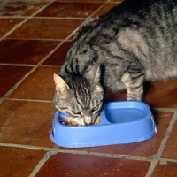 Picture of feral x cat, ben, eating from a double dish