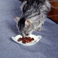 Picture of feral x cat, ben, eating from a dish