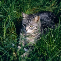 Picture of feral x cat, ben, in grass