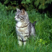 Picture of feral x cat, ben, in long grass