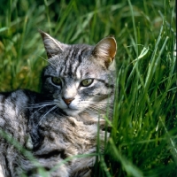 Picture of feral x cat, ben, lying up in long grass