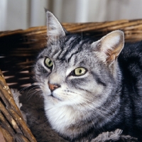 Picture of feral x cat, ben, portrait
