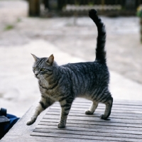 Picture of feral x cat, ben, standing on a table